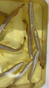 High Quality💢Wholesale Price- 24K Golden Head/ 24K Crossback Golden Arowana -[ Included Cert & Chip ] AquaX Live Fish With D.O.A. *Ship West & East Malaysia* ~Farm Direct Sell