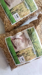 Jual Bibit Padi Ketan Putih Original Pilihan