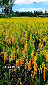BENIH BIBIT PADI AGT 303 SUPER UNGGUL PRODUK ORIGINAL 5KG