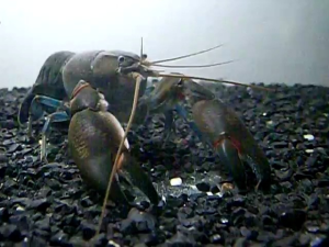 COMMON CHERAX