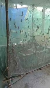 มินูกรอบ ตั๊กแตน สีขาว 22 ตา สูง 1.50 เมตร สีฟ้า 1.20 เมตร