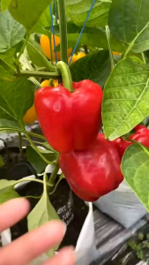 10 BUTIR BIJI/BENIH PAPRIKA WARNA MERAH (RED CAPSICUM PAPRIKA)