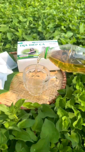 Trà diếp cá Lụa Vy  (40 túi lọc) - 3 Hộp Tặng 100 gram Bột sắn dây Nguyên chất