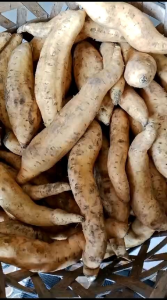 Ubi Madu Cilembu Fresh & Berkualitas Mentah 1 kg Ubi Oven