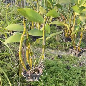 กล้วยไม้ม่อนไข่ กอแน่น แข็งแรงและสมบูรณ์ ออกดอกช่วงกุมภาพันธ์-เมษายน