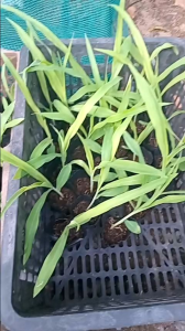 5 cây bắp nếp trồng kịp tết