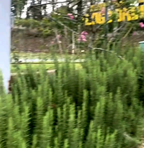 10 BUTIR BIJI/BENIH TANAMAN HERBA ROSEMARY