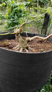 bonsai sancang akar keliling