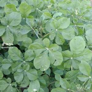 เม็ดผักเสี้ยนดอง ผักส้มเสี้ยน ผักส้มดอง ทำให้มีวิธีปลูกในแพคเกจบรรจุ, 1000-2000 กราฟ