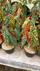 tanaman hias begonia Maculata polkadot versi jumbo p25