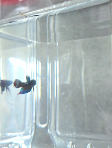 Buy 4 Free 1 Betta Imbellis True Wild Peaceful betta ikan laga和平野斗打架鱼