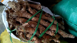 1Kg Củ Cát Lồi (Củ Mía Dò)