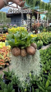 เฟิร์นข้าหลวงพร้อมเคราฤาษี 1 ชุดมี 5 ต้น พร้อมแขวน ประดับตกแต่งภายในบ้าน ดูแลง่าย ใบเขียวสวย