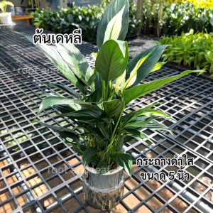 ต้นเดหลี ส่งพร้อมกระถางดำใส ขนาด 5 นิ้ว ไม้มงคลช่วยส่งเสริมให้ผู้ที่ปลูกอายุมั่นขวัญยืน นำโชคลาภ