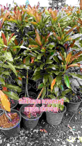 ตีนเป็ดแดง หรือแดงเศรษฐี สูงมากกว่า 1.00 เมตร (กทม)