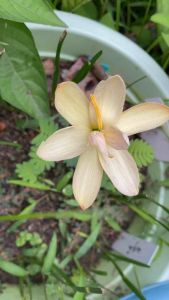 005.หัวดอกบัวดิน มลุลี หัวละ 40 บาทดอกหอม