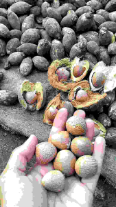 PINANG TUA KUPAS KERING 1 KG 14000