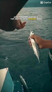 Pancing troll Line atau Tonda untuk Tongkol dan ikan Sejenisnya