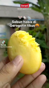 Umpan Racun Pembasmi Anti Tikus Paling Ampuh 250 gram