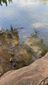 แว่นตาสำหรับปลาใต้น้ำ แว่นตาตัดแสงเลนส์ออโต้ แท้ ตัดแสงสะท้อนผิวน้ำได้ดีมาก เห็นปลาชัดเจน แว่นตาเลนส์โพล