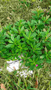 Bầu cây giống sâm đất/ sâm mồng tơi dễ trồng