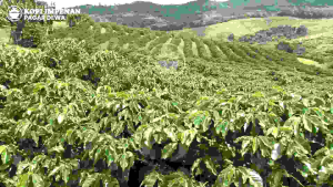 Kopi Bubuk Robusta Impenan 250gr