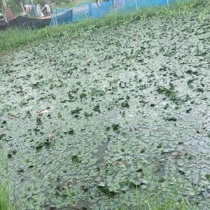 🌱ต้นพันธุ์กระจับเขาควายจัมโบ้ฝักใหญ่10ต้นชุดทนลองปลูกส่งไวไม่รอรอบ