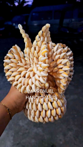 Native Vase/pure shell
