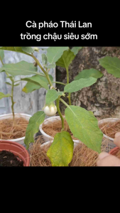 [Mua 2 tặng 1] Cây giống Cà Pháo Thái Lan trái chùm năng suất cao cây trồng chậu đang có hoa