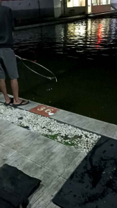 Pelet Bandul pengumpul ikan kemasan ekonomis pelet si ngabret