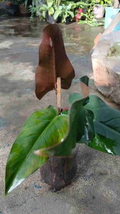 Philodendron Dark Lord live plant in polybag with large arrowhead-shaped leaves and deep color shifts