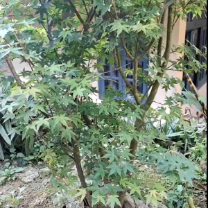 (KEMASAN PREMIUM) BIJI | BENIH POHON TRIANGLE LEAF MAPLE