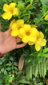 Cây hoa hoàng anh bông vàng