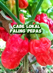 10 BUTIR BIJI/BENIH CABE KATOKAN SUPER | CABE TORAJA SUPER