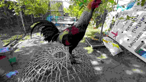 รองเท้าไก่ชน Size S2 สําหรับไก่ชน และ ไก่สวยงามชนิดทุกชนิด (ยกเว้นไก่แจ้ขนาดเล็ก)