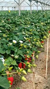 pupuk pelebat buah pupuk booster stroberi