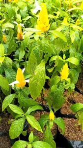 Lollipop Plant/Pachystachys Lutea