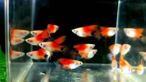 3 PCS Mickey Mouse High Fin Platy / Platy Fish/ Live Fish/ 满鱼
