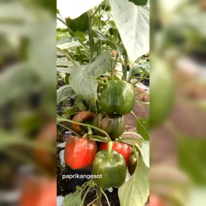10 BUTIR BIJI BENIH TANAMAN PAPRIKA WARNA MERAH