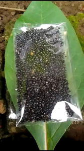 Benih Biji Ginseng Korea Merah: Kualitas & Kesehatan