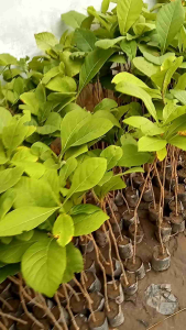 BIBIT JATI SOLOMON TINGGI 25-50cm