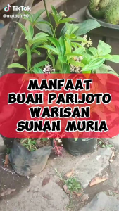 TEH CELUP PARIJOTO ASLI MIRIA UNTUK PROMIL