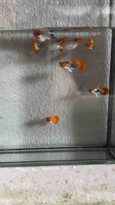 Guppy koi tuxedo one pair 2 fish ikan guppy koi tuxedo