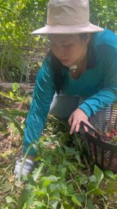 พร้อมส่ง แท้100% 1แถม1= 390.- เท่านั้น!! บาล์มนงลักษณ์ บาล์มสมุนไพร