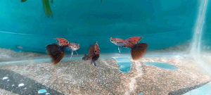 Ikan Guppy Magenta Big Ear Guppy Trio (1 Jantan 2 Betina)