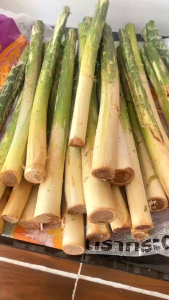 หน่อหวาย สดๆ 100 % แท้ๆจาก สวนภูพาน ตัดสดส่งตรงทุกวัน 12 หน่อใหญ่ (แบบยังไม่ปอก )