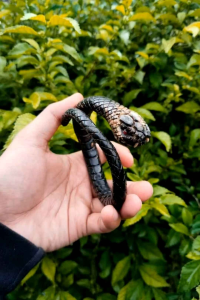 Gelang akar bahar hitam full ukir derik batu