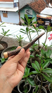 padutan once pipa kayu liwung macan model S A659