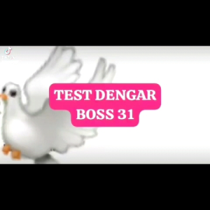 Suara Panggil Luar Biasa boss Walet 31 luar Sudah Teruji Lagu walet