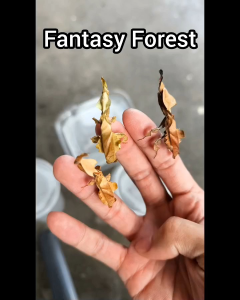Ghost Mantis (Phyllocrania paradoxa)幽灵螳螂